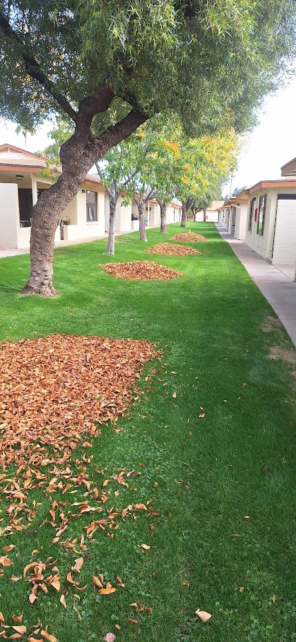 Tree-lined pathway with fallen leaves on grass