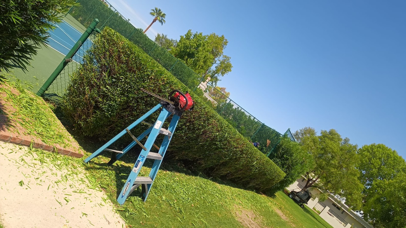 Hedge trimming near tennis court with ladder and trimmer.