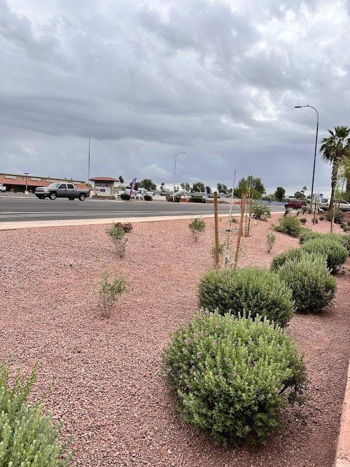 Desert landscape with shrubs and cloudy sky.