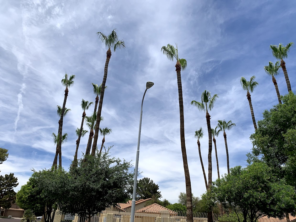 Tall palm trees under clear blue sky