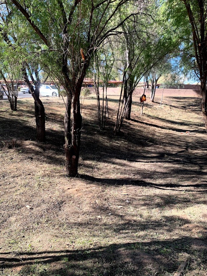 Sunny park area with trees and a fence.