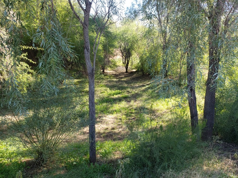 Green trees and sunlight in a dense forest