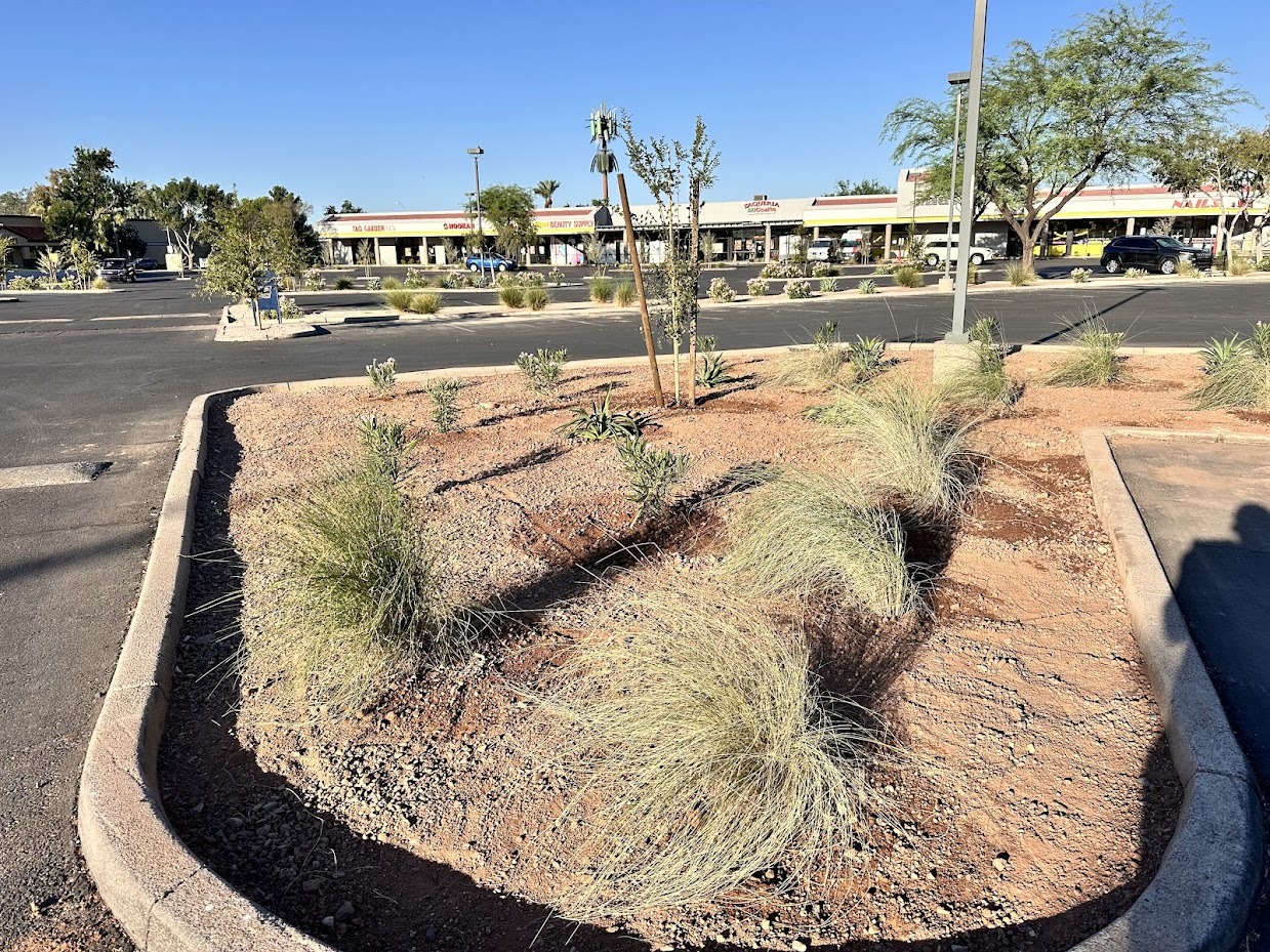 Desert landscape with plants in parking lot island.