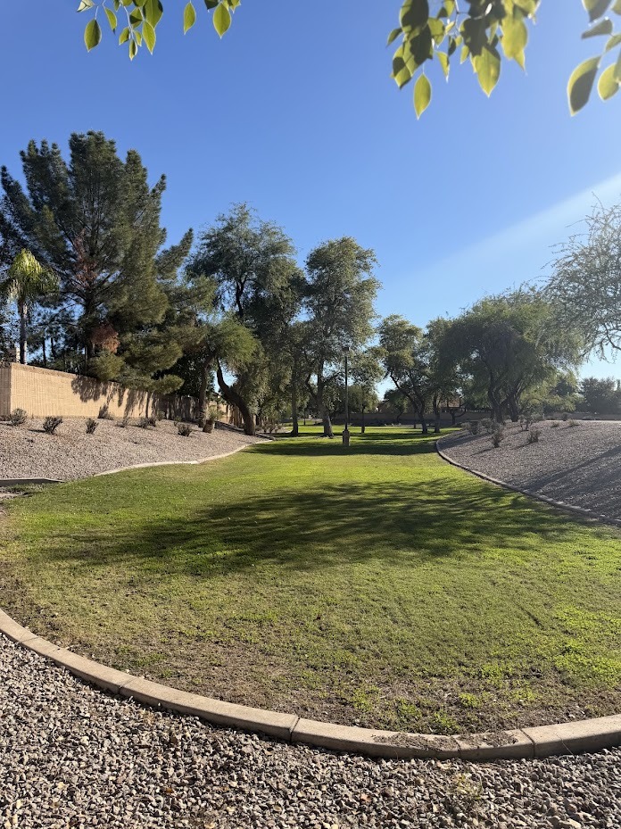 Sunny park with green grass and trees