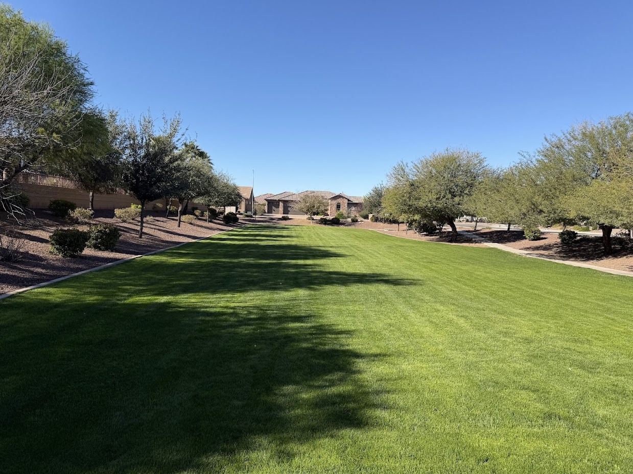 Sunny park with a green lawn and trees.