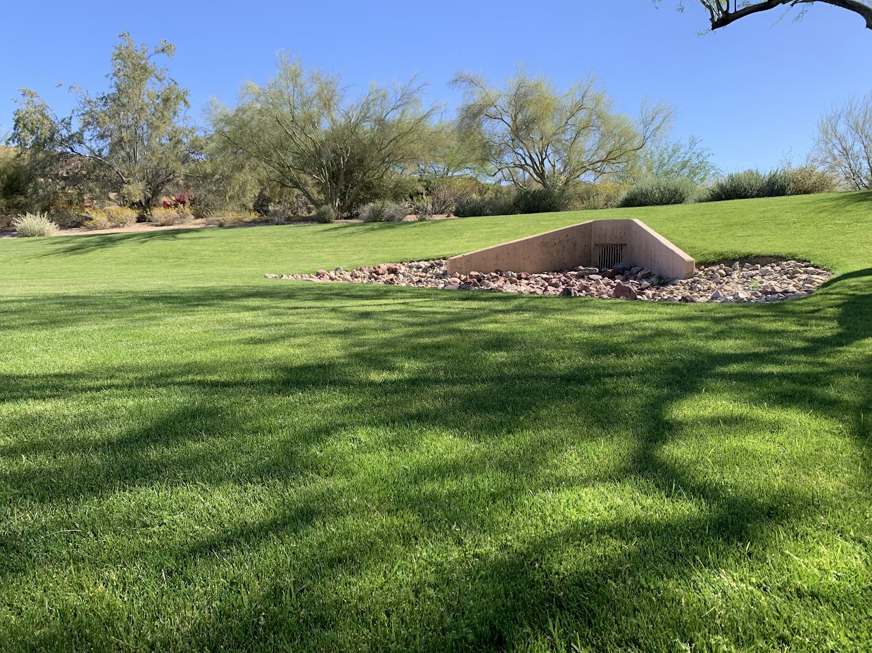 Sunny park landscape with trees and grass.