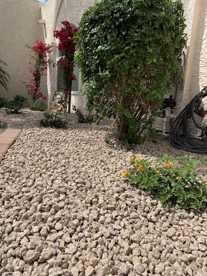 Desert garden with rocks and vibrant flowering plants.