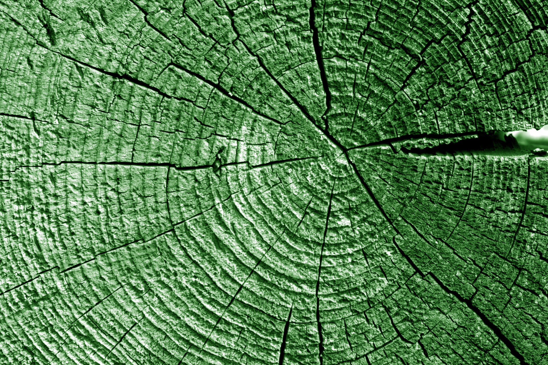 Green-tinted tree rings on a wood log cross-section.
