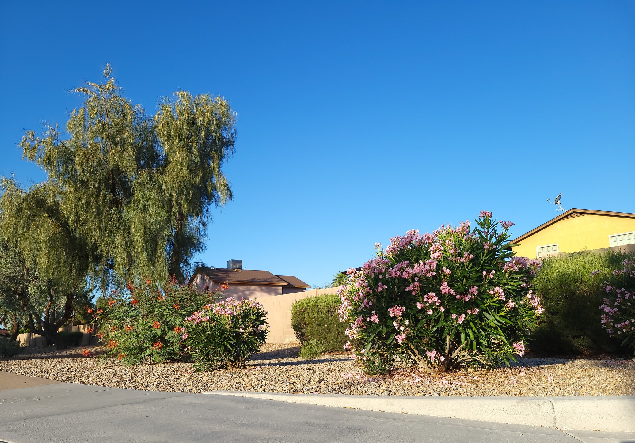 Desert landscaping with trees and flowering bushes.