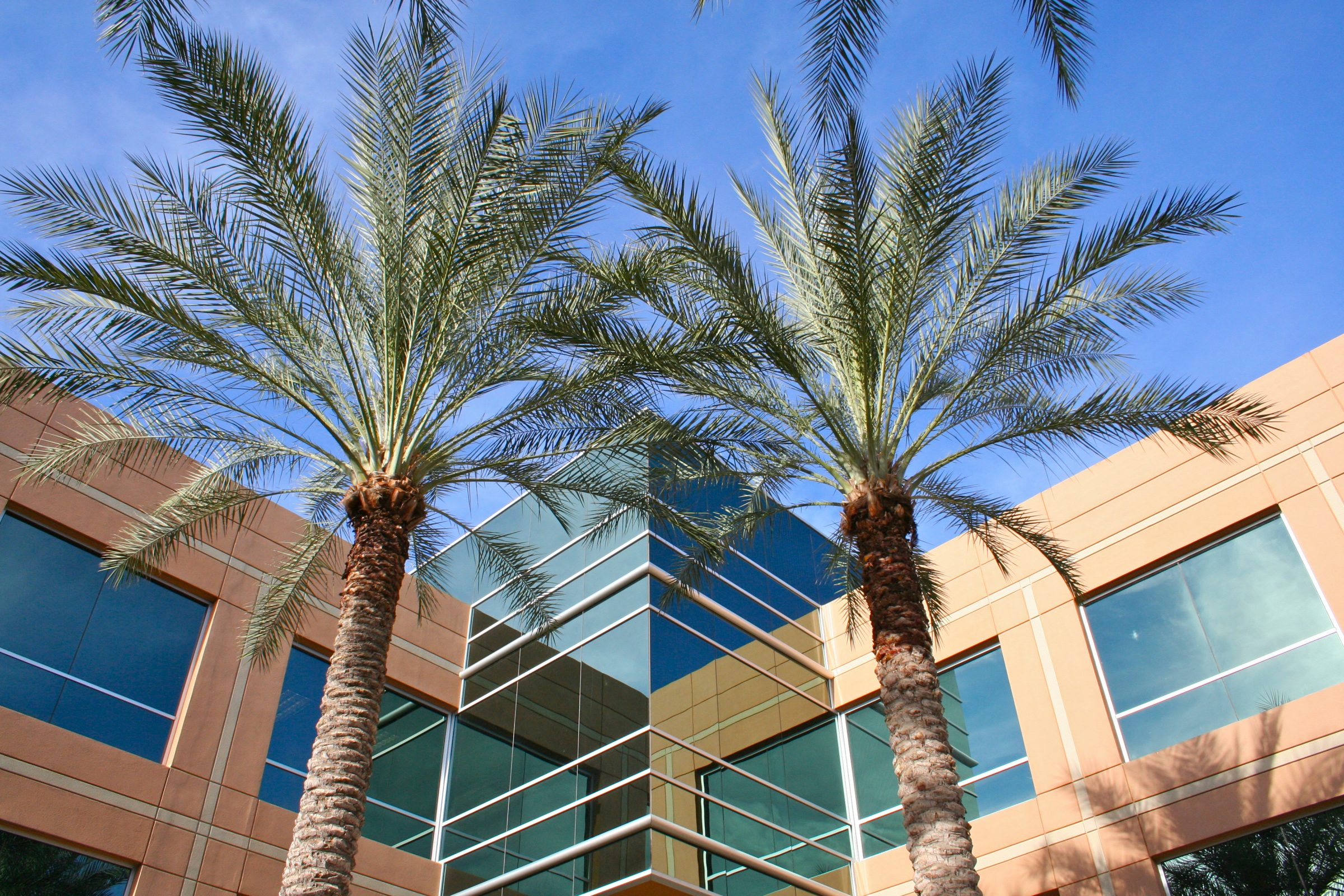 Palm trees in front of modern office building.