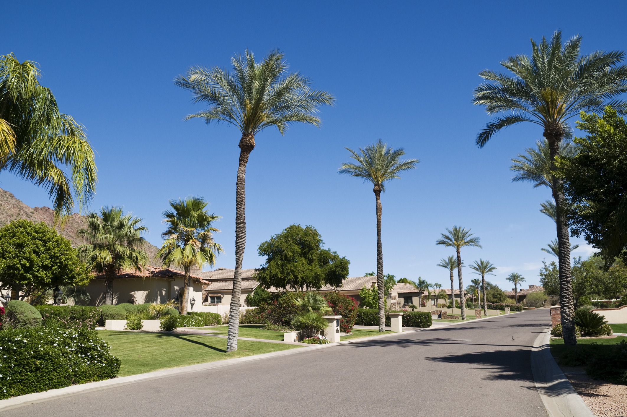 Palm trees lining suburban street under blue sky.