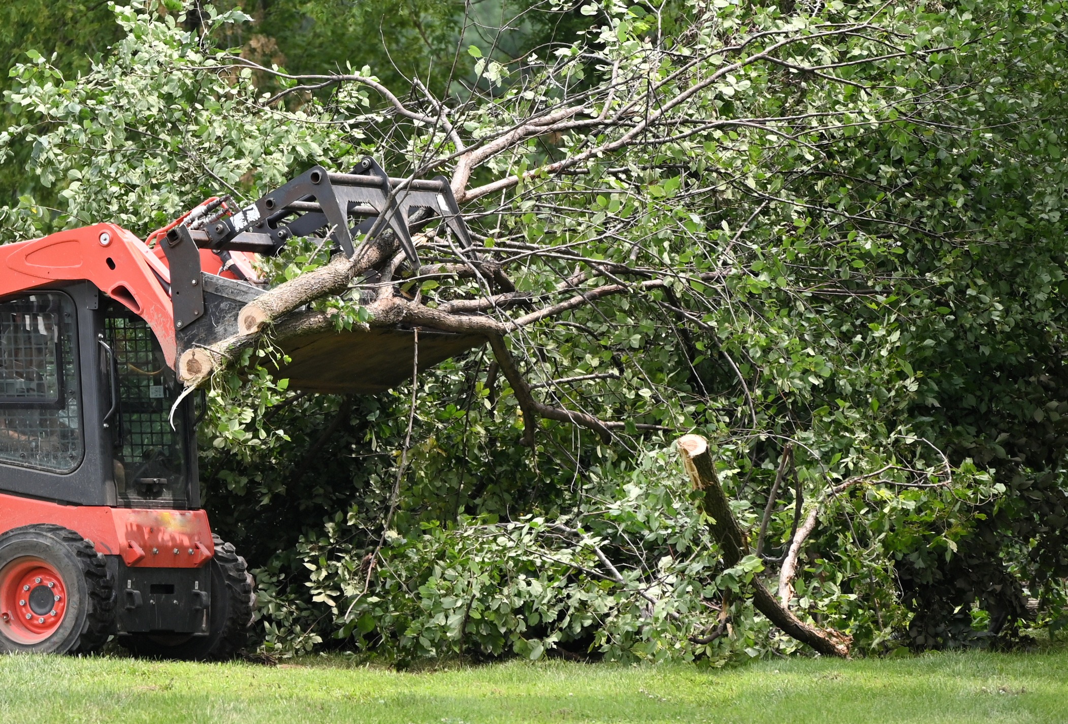 Tree branches loaded by tractor on grass.