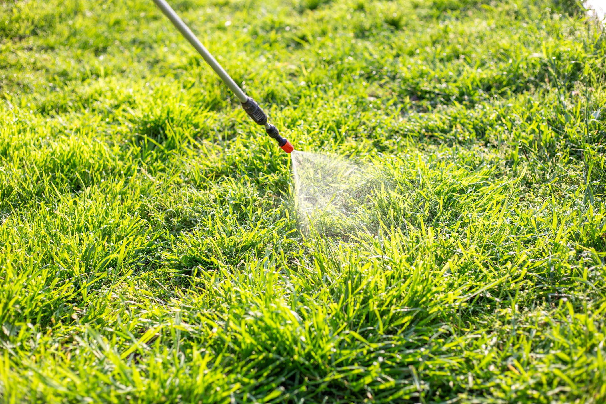 Spraying water on green lawn with hose nozzle.