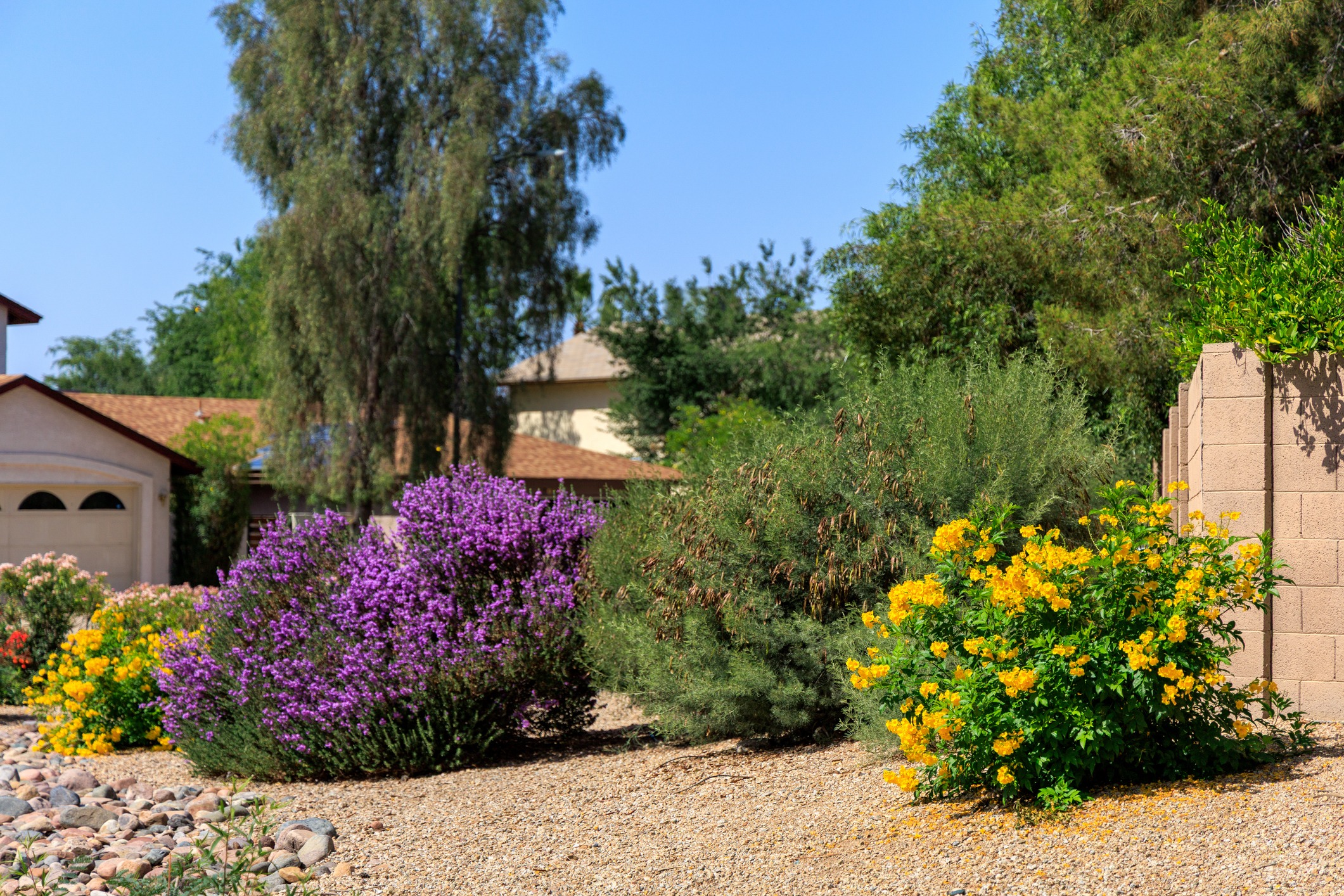 Desert landscape with purple and yellow flowering bushes.
