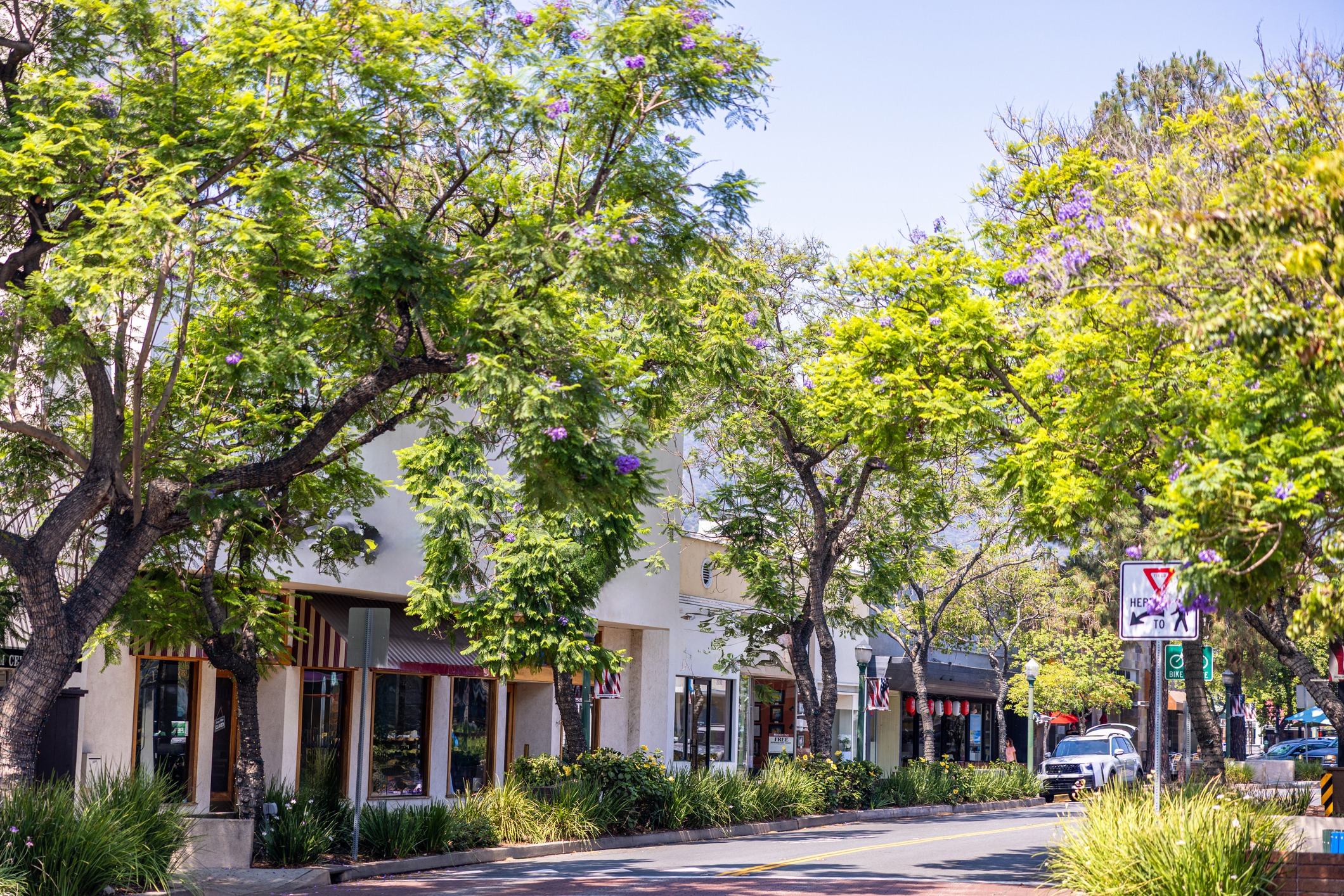 Tree-lined street with buildings and parked cars.