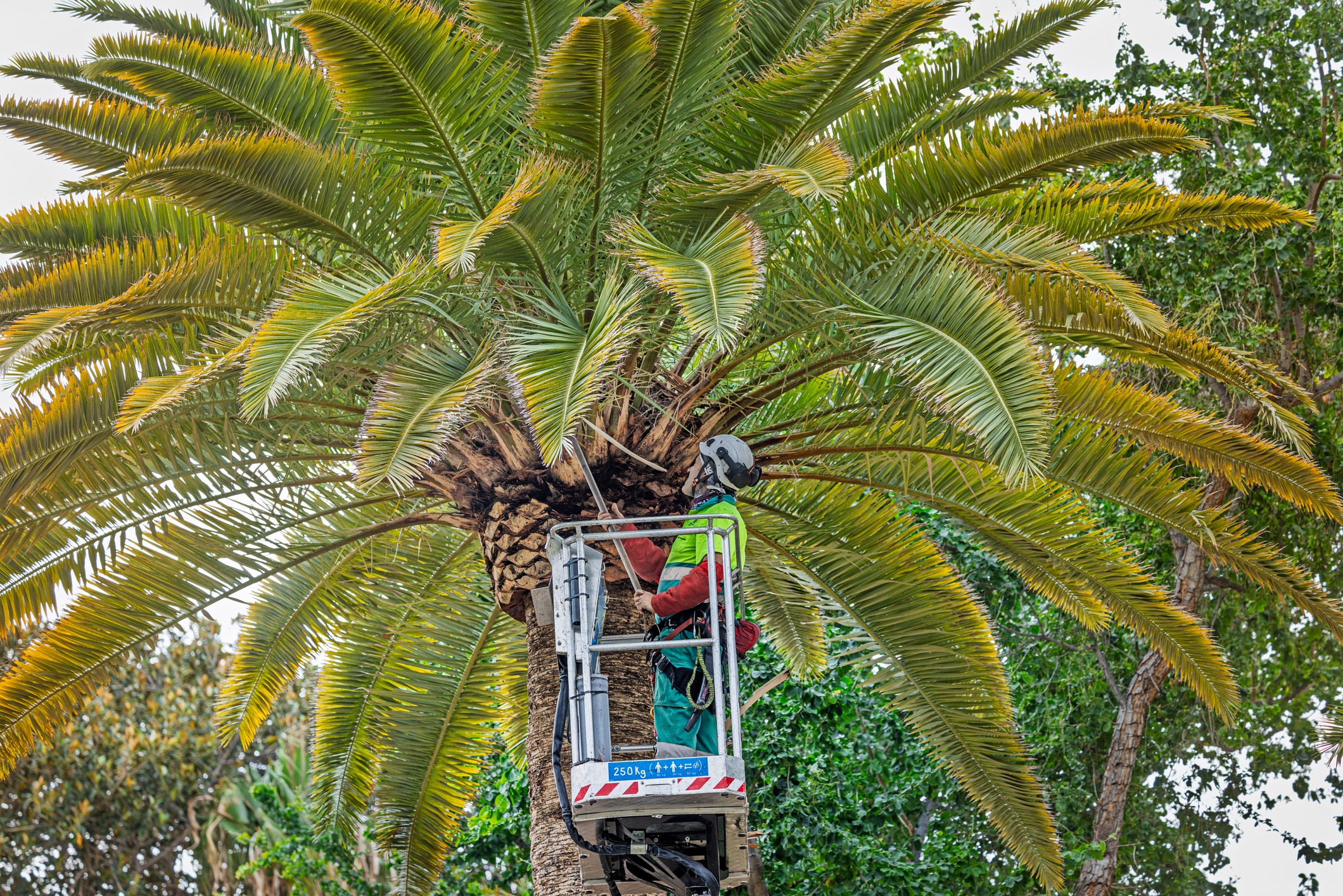 Worker trimming palm tree branches in lift.
