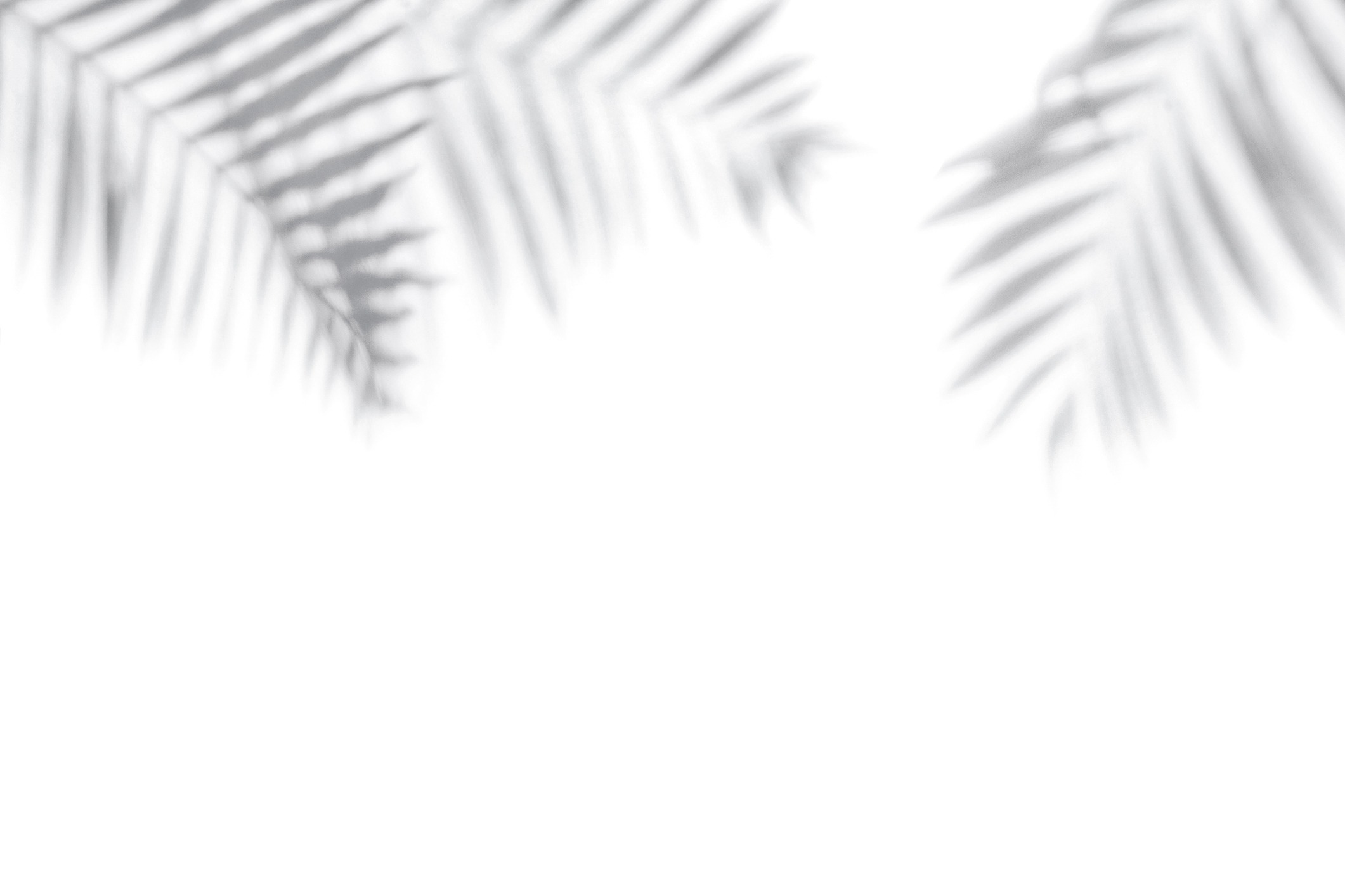 Shadow of palm leaves on white background.