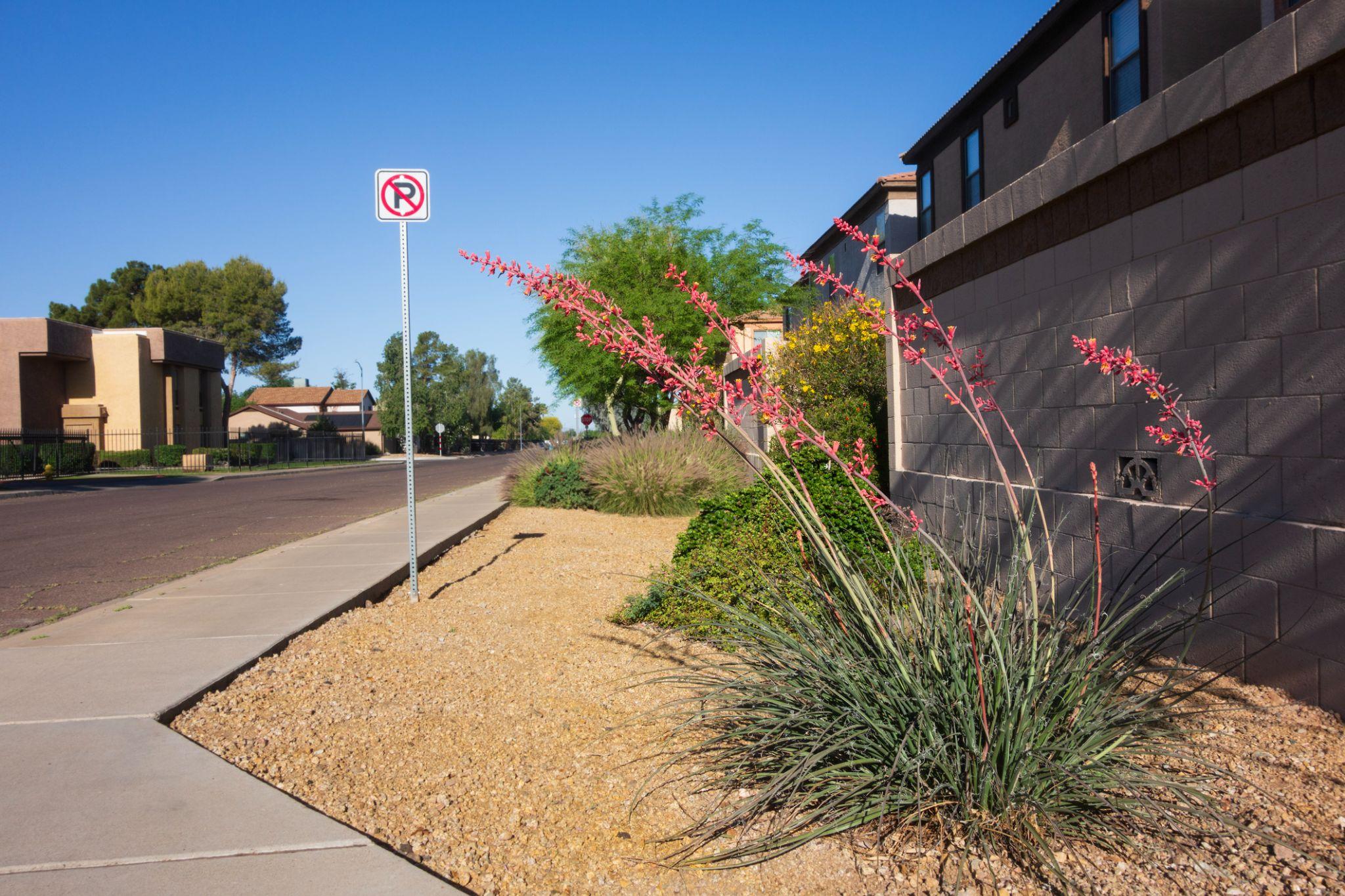 Desert landscaping with red hesperaloe along an HOA perimeter wall and sidewalk