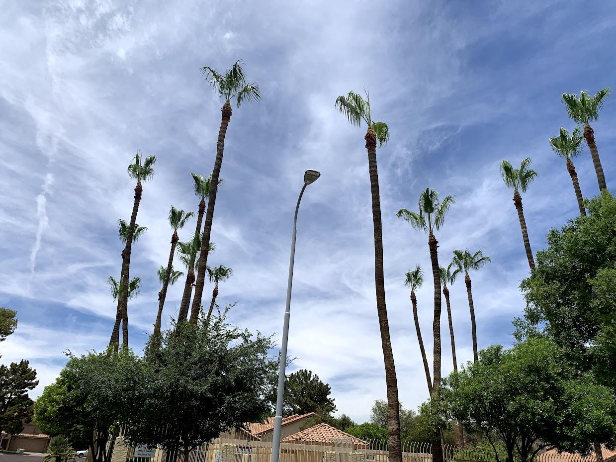 Tall palm trees viewed from below against a cloudy blue sky