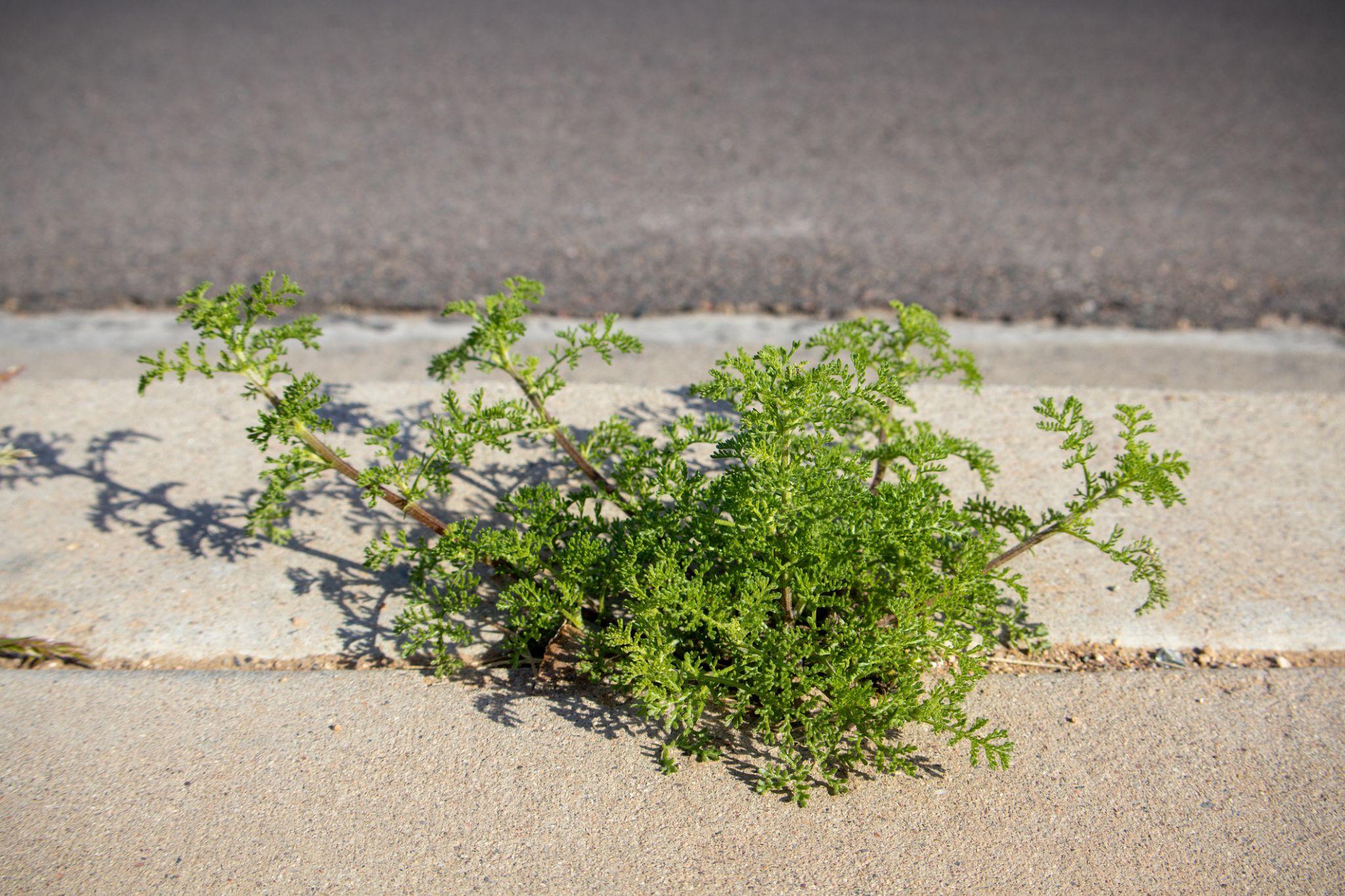Weed growing through a concrete curb crack