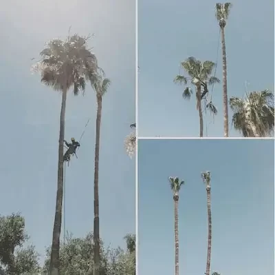 Tree trimming and palm tree trimming